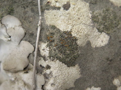 Caloplaca sideritis