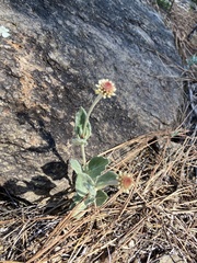 Pfaffia gnaphalioides