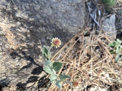 Pfaffia gnaphalioides