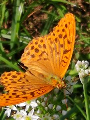 Argynnis paphia