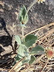 Pfaffia gnaphalioides