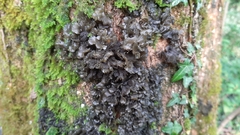 Lathagrium auriforme