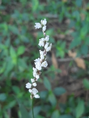 Polygonum jucundum