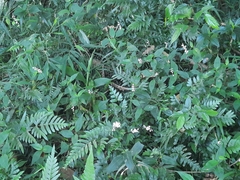 Polygonum jucundum