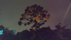 Araucaria angustifolia