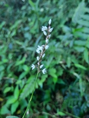 Polygonum jucundum