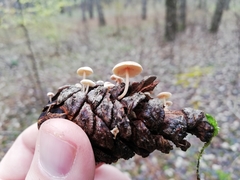 Baeospora
