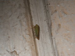 Cicadellidae