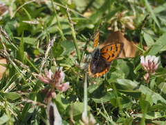 Lycaena phlaeas daimio
