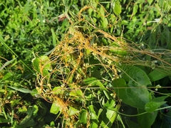 Cuscuta chinensis