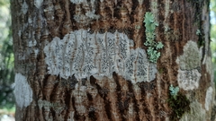 Phaeographis dendritica