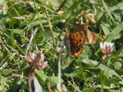 Lycaena phlaeas daimio