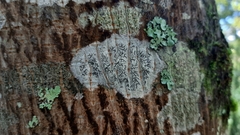 Phaeographis dendritica