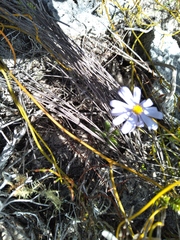 Felicia aethiopica