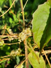 Cuscuta chinensis