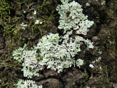 Physcia undulata