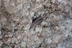 Machilinus aurantiacus