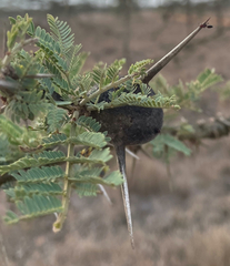 Crematogaster mimosae