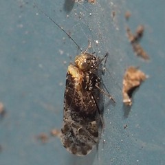 Trichadenotecnum alexanderae