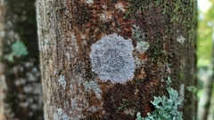 Phaeographis dendritica