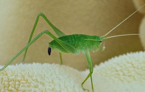 Phylloptera vaginalis