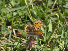 Lycaena phlaeas daimio