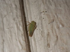 Cicadellidae