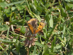 Lycaena phlaeas daimio