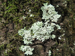 Physcia undulata