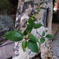 Ficus racemosa