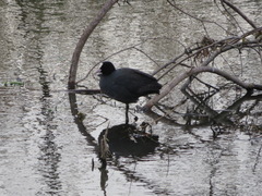 Fulica atra