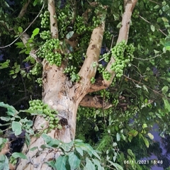 Ficus racemosa