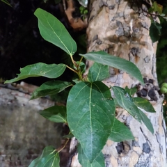 Ficus racemosa