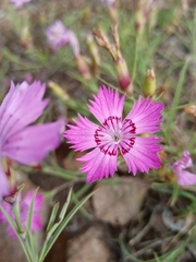 Dianthus chinensis