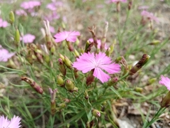 Dianthus chinensis
