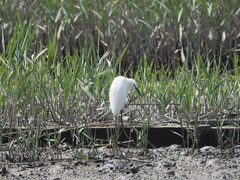 Egretta garzetta