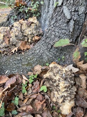 Grifolaceae