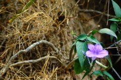 Ruellia breedlovei