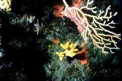 Axinella verrucosa