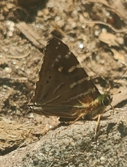 Dodona