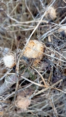 Echinocystis lobata