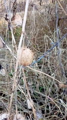 Echinocystis lobata
