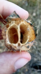 Echinocystis lobata