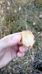 Echinocystis lobata