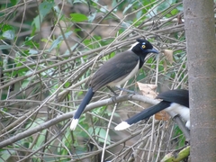 Cyanocorax cyanopogon