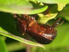 Phyllognathus excavatus