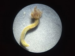 Sabellinae