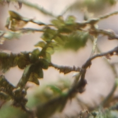 Homalia trichomanoides
