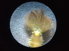 Sabellinae