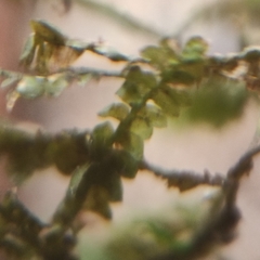 Homalia trichomanoides